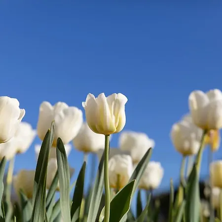 Croissant De Lune Couette-café