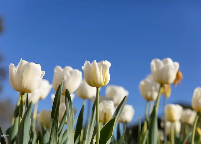 Croissant De Lune Bed & Breakfast